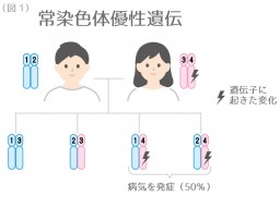 遺伝イラスト1