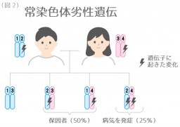 遺伝イラスト2